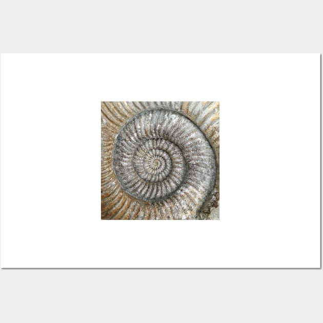 Ammonite Wall Art by robsteadman